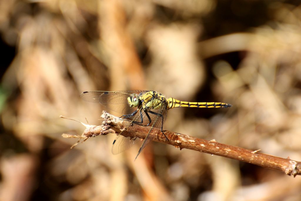 Orthetrum cancellatum,   maschio immaturo